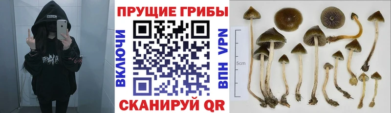 Галлюциногенные грибы Magic Shrooms  сколько стоит  Сосногорск 